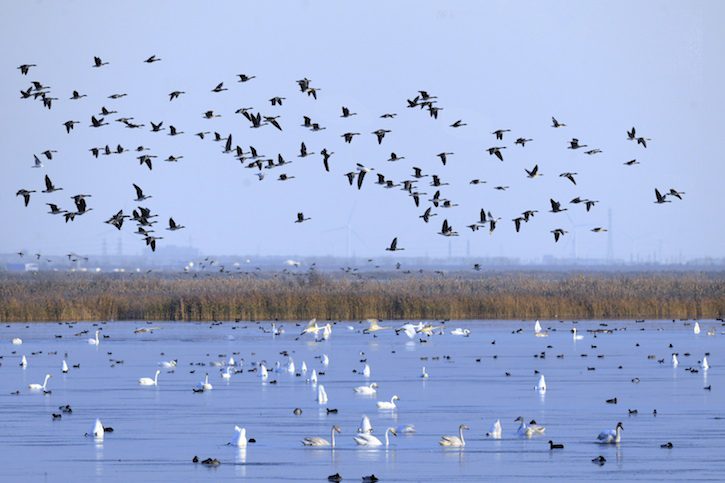 Chinas Coastal Wetlands Get a Second Chance Web