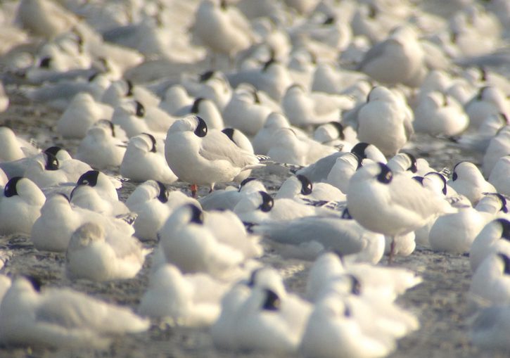 在天津滨海湿地区越冬的遗鸥(Larus relictus)数量达到上万只。（照片来源: Terry Townshend）