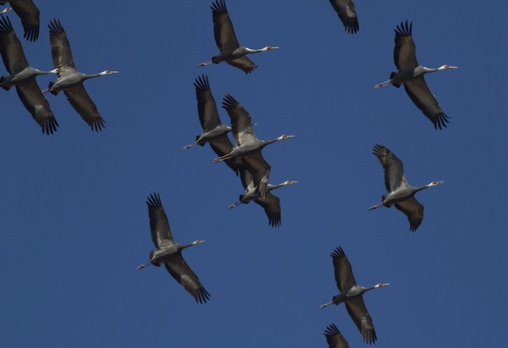 北大港湿地是濒危物种白枕鹤重要的栖息地。（照片来源: Terry Townshend）