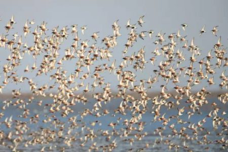 hebei-luannan-wetland