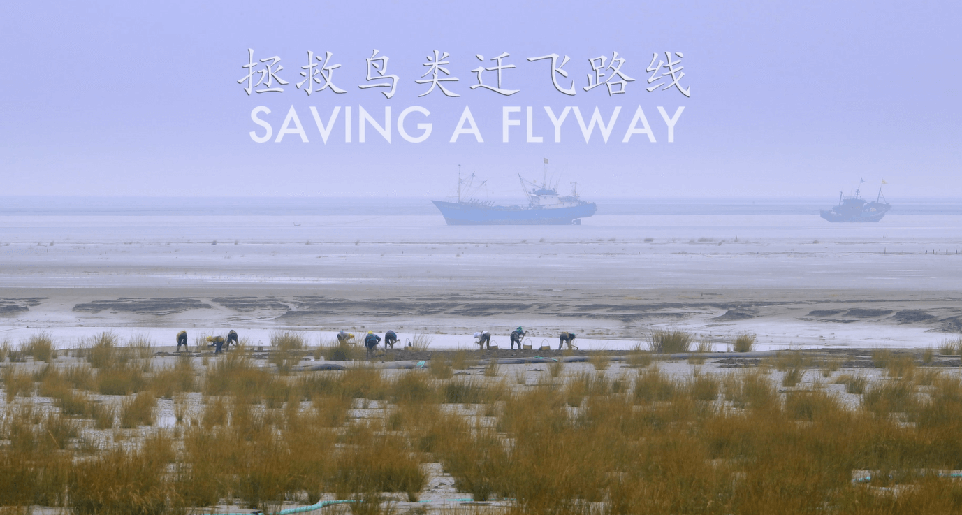 thumbnail image for “国际生物多样性日”高端对话暨《拯救鸟类迁飞路线》视频短片首映式在线举办