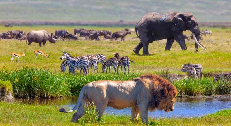 thumbnail image for 蒙特利尔的“双约”记