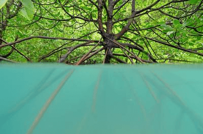 thumbnail image for 返璞归真，让自然重焕生机