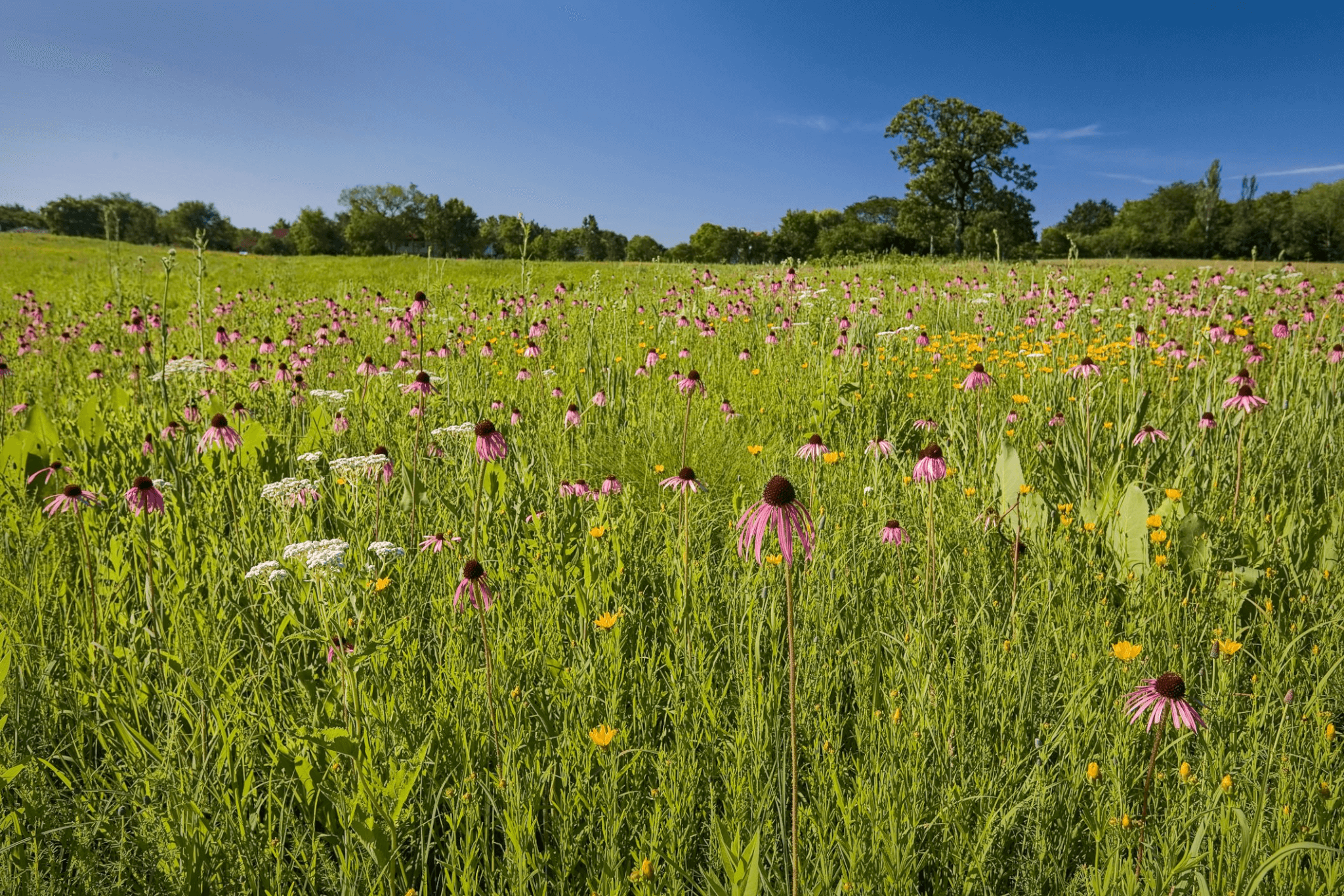 thumbnail image for 韧性之根